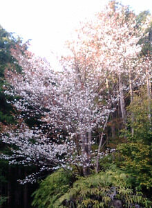 ●熊野から山櫻の画像が…(^_-)- ☆もう、春なんで