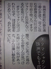 ●なんて平和な日本なんだ…、オタマジャクシで記事( ¨；)