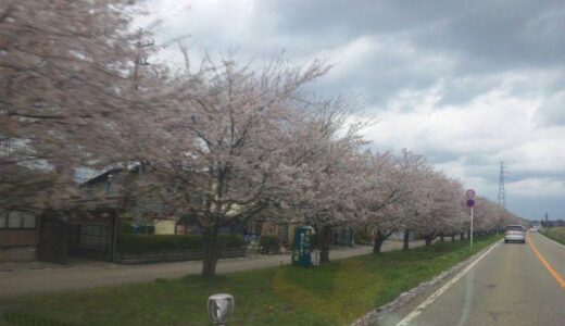 ●スゴイ桜並木ですね…